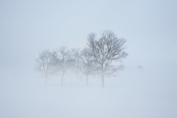 PHOTOWALL / Stockholm Field hiding in Fog, Sweden (e40768)