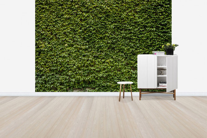 PHOTOWALL / Wild Ivy Wall (e30589)