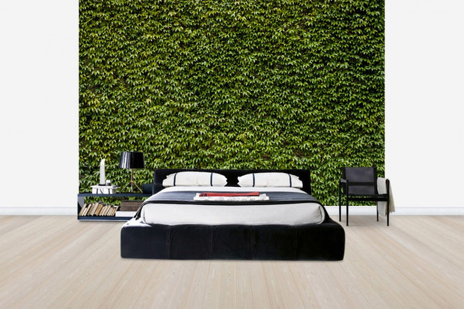 PHOTOWALL / Wild Ivy Wall (e30589)