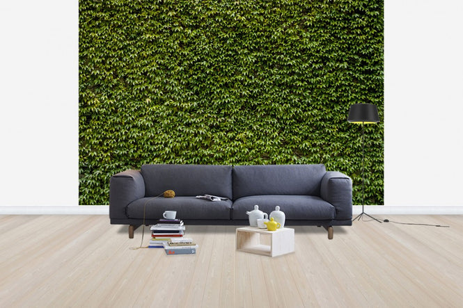 PHOTOWALL / Wild Ivy Wall (e30589)