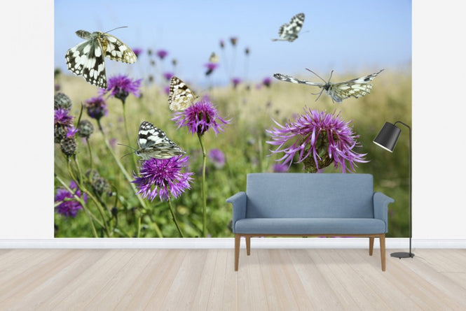 PHOTOWALL / Marbled White Butterflies (e40850)