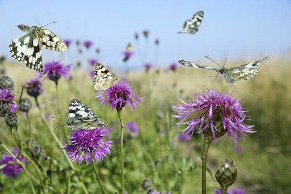 PHOTOWALL / Marbled White Butterflies (e40850)