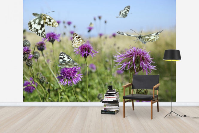 PHOTOWALL / Marbled White Butterflies (e40850)