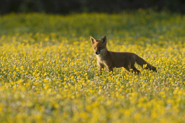 PHOTOWALL / Red fox cub (e40853)