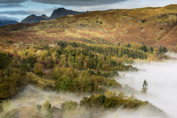 PHOTOWALL / View from Loughrigg (e40857)