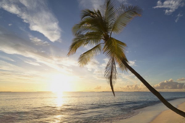 PHOTOWALL / Tropical Sunset (e41042)