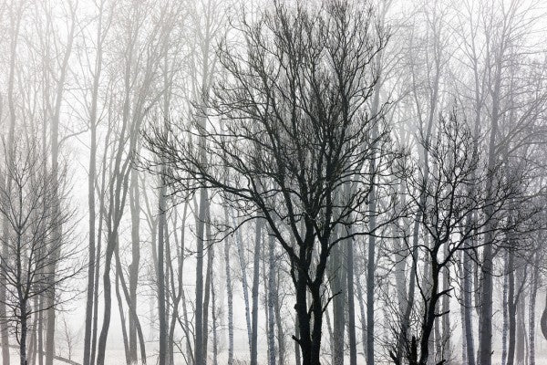 PHOTOWALL / Abstract Trees (e30758)