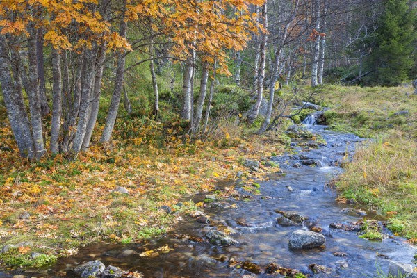 PHOTOWALL / Autumn River (e30759)