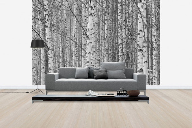 PHOTOWALL / Gotland Birch Forest (e30764)