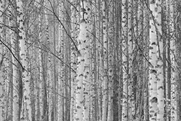 PHOTOWALL / Gotland Birch Forest (e30764)