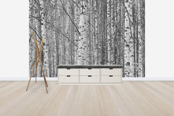 PHOTOWALL / Gotland Birch Forest (e30764)