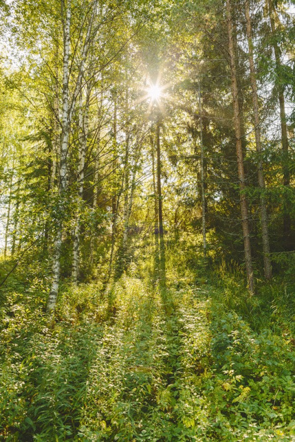 PHOTOWALL / Sunlit Deciduous Trees, Finland (e30841)