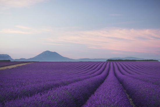PHOTOWALL / Lavender field (e30983)