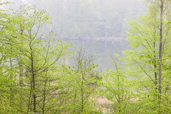 PHOTOWALL / Akulla Beech Forest (e41134)