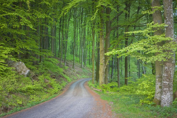 PHOTOWALL / Beech Forest Road (e41141)