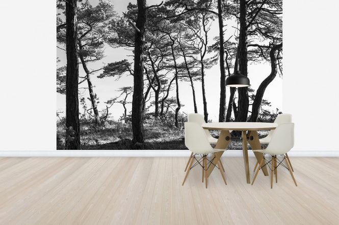 PHOTOWALL / Black Pine Forest (e41142)