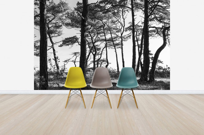 PHOTOWALL / Black Pine Forest (e41142)