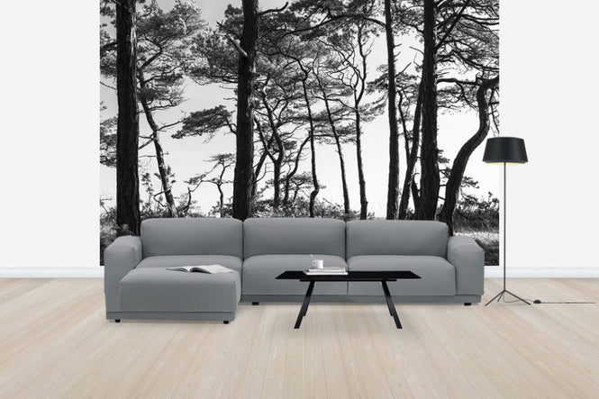 PHOTOWALL / Black Pine Forest (e41142)