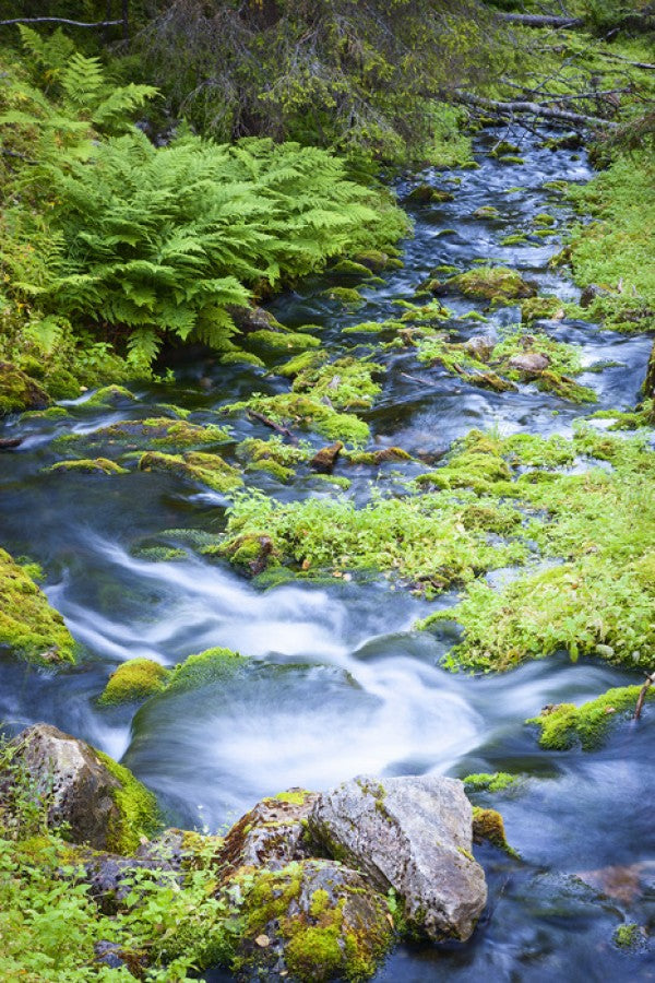 PHOTOWALL / Finnish Brook (e41144)