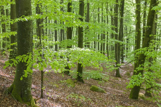 PHOTOWALL / Green Beech Forest (e41148)
