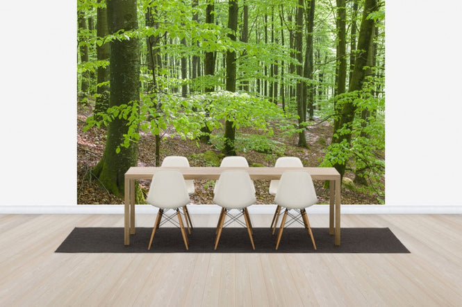 PHOTOWALL / Green Beech Forest (e41148)