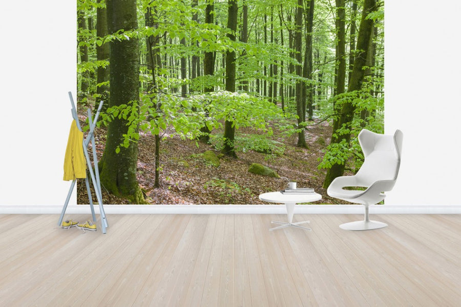 PHOTOWALL / Green Beech Forest (e41148)