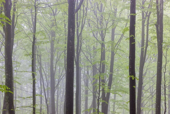 PHOTOWALL / Misty Beech Forest (e41156)