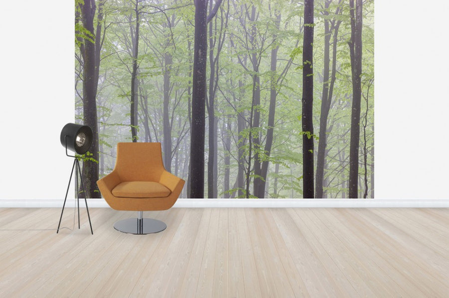 PHOTOWALL / Misty Beech Forest (e41156)