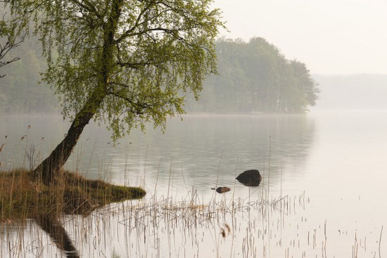 PHOTOWALL / Tree at Swedish Lake (e41169)