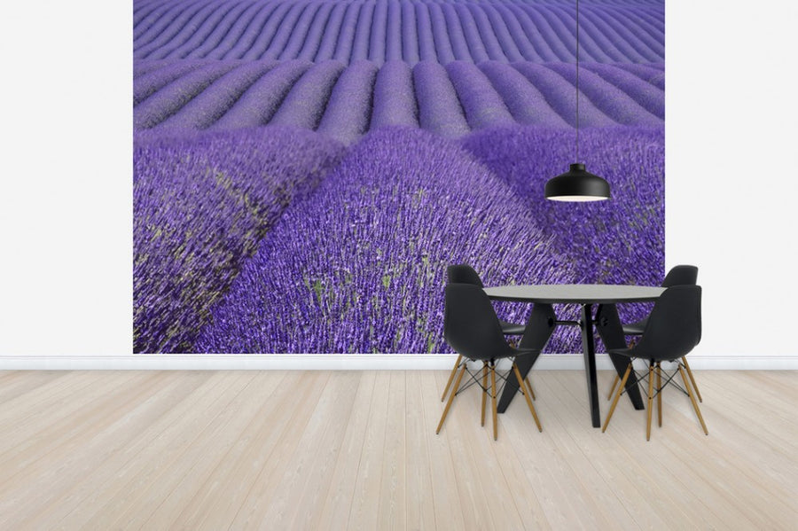 PHOTOWALL / Purple Lavender Field (e41176)