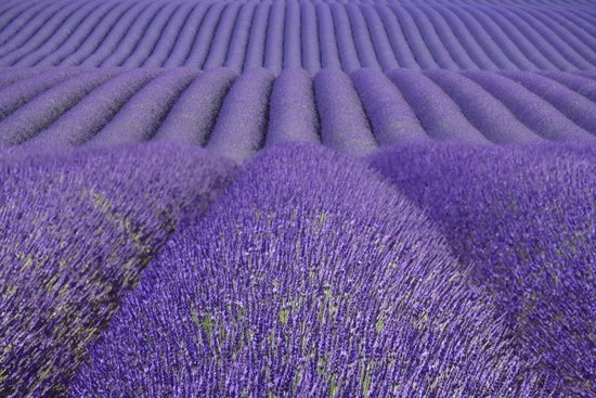 PHOTOWALL / Purple Lavender Field (e41176)