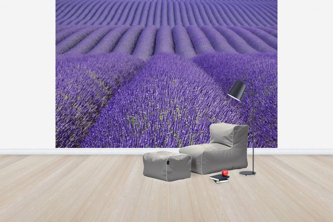 PHOTOWALL / Purple Lavender Field (e41176)