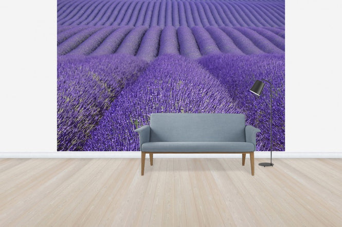 PHOTOWALL / Purple Lavender Field (e41176)