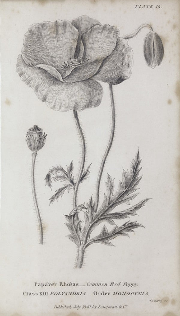 PHOTOWALL / Botanical Chart - Common Red Poppy (e50062)