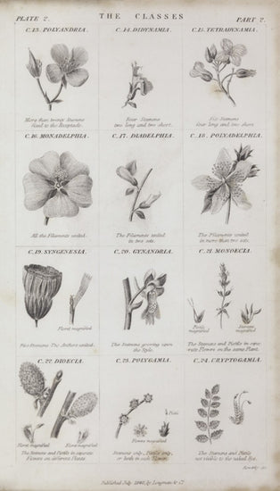 PHOTOWALL / Botanical Chart (e50063)