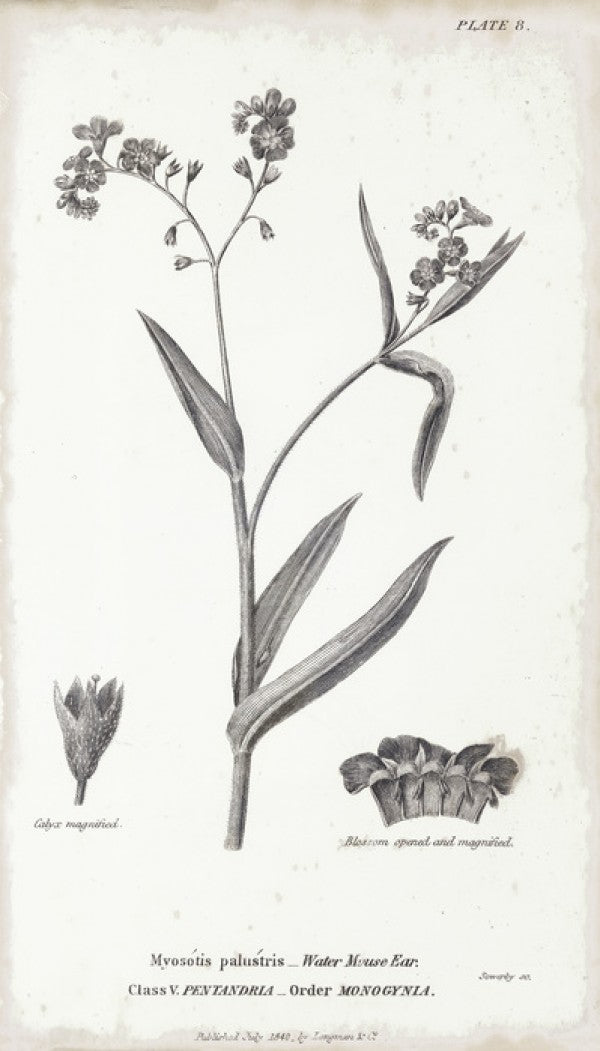 PHOTOWALL / Botanical Chart - Water Mouse Ear (e50064)