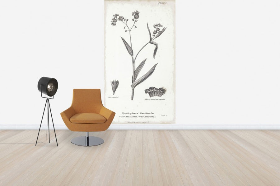 PHOTOWALL / Botanical Chart - Water Mouse Ear (e50064)