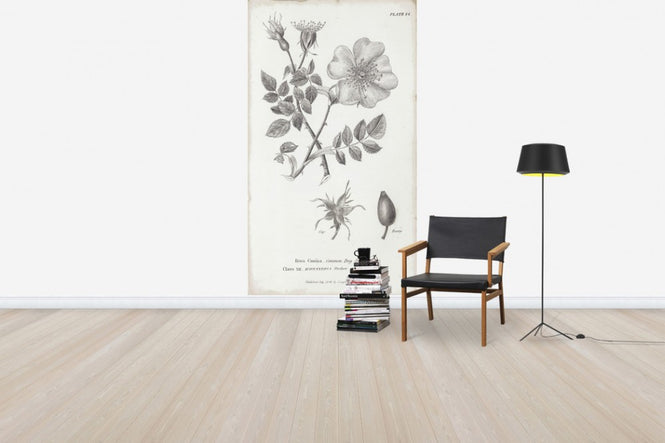 PHOTOWALL / Botanical Chart - Common Dog Rose (e50067)
