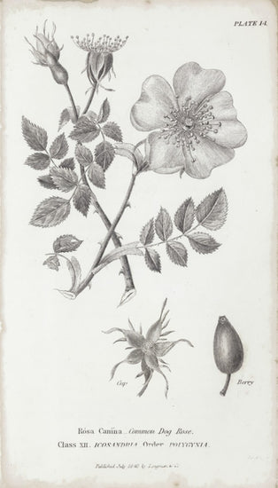 PHOTOWALL / Botanical Chart - Common Dog Rose (e50067)