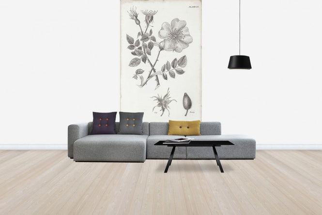 PHOTOWALL / Botanical Chart - Common Dog Rose (e50067)