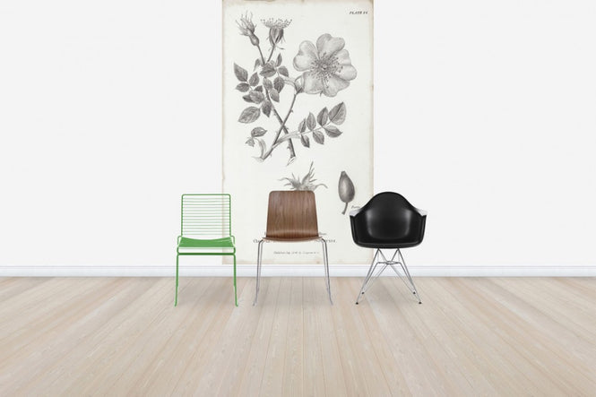 PHOTOWALL / Botanical Chart - Common Dog Rose (e50067)