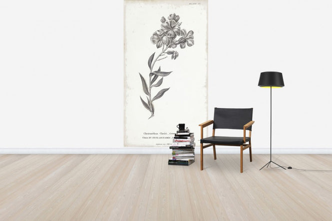 PHOTOWALL / Botanical Chart - Common Wall Flower(e50068)