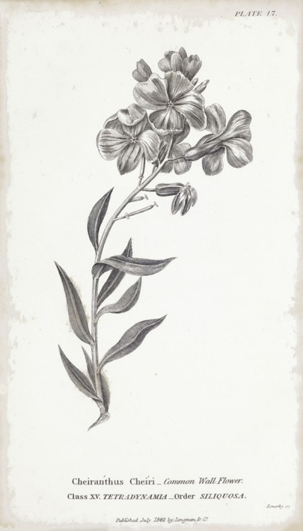 PHOTOWALL / Botanical Chart - Common Wall Flower(e50068)