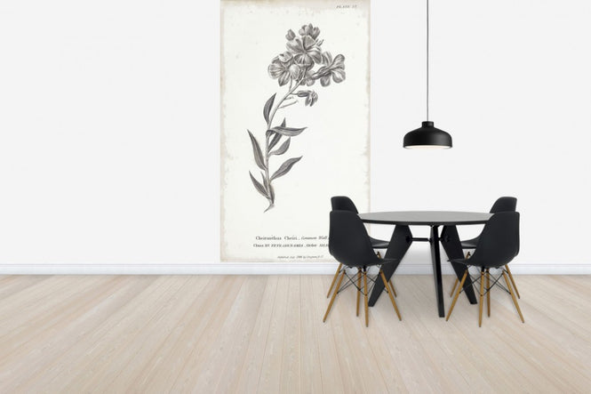 PHOTOWALL / Botanical Chart - Common Wall Flower(e50068)