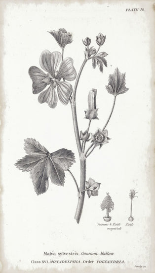 PHOTOWALL / Botanical Chart - Common Mallow (e50069)