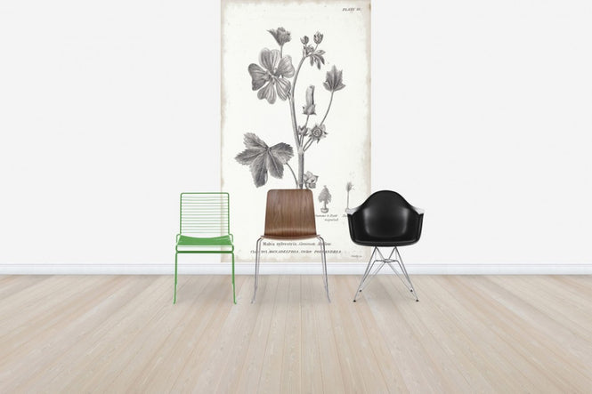 PHOTOWALL / Botanical Chart - Common Mallow (e50069)