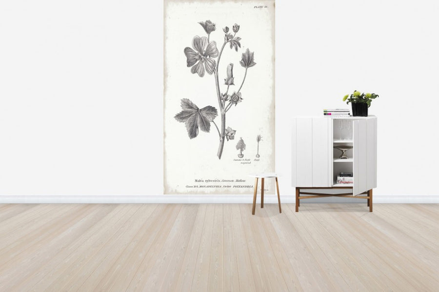 PHOTOWALL / Botanical Chart - Common Mallow (e50069)