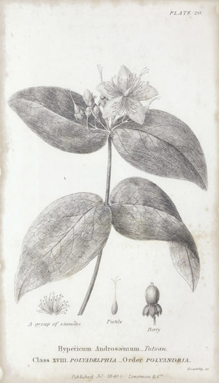 PHOTOWALL / Botanical Chart - Tutsan (e50070)