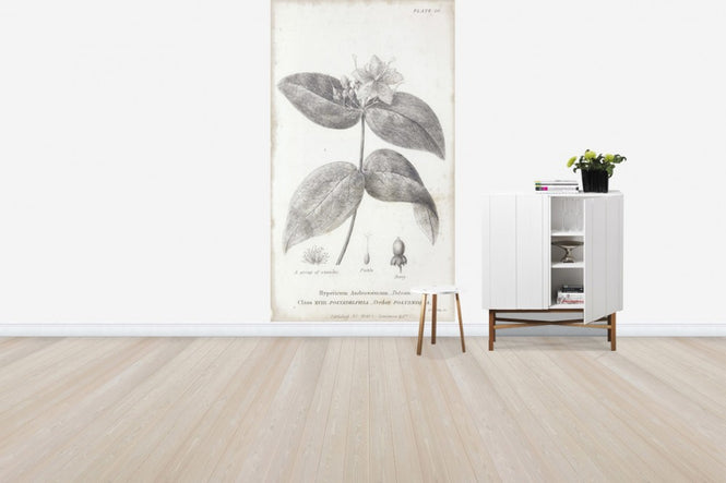 PHOTOWALL / Botanical Chart - Tutsan (e50070)
