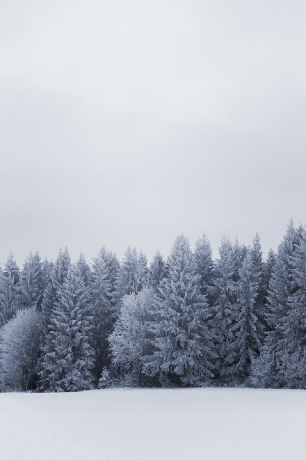 PHOTOWALL / Blue Fire Trees (e31059)
